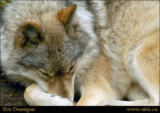 wolf200717A2137